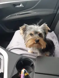 Avran’chiens