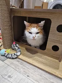 Dgidgi Cat et Compagnie