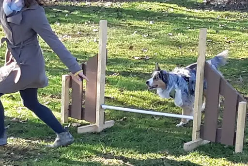 Cani Parc Terre d'Animaux