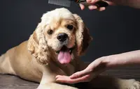 Pension Toilettage Ca Dec Ouaaf