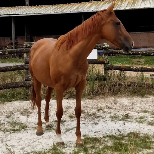 Poney Club Petit Bois