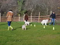 Adc Education Canine - Éducateur Canin