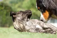 Dog Center les Millieres
