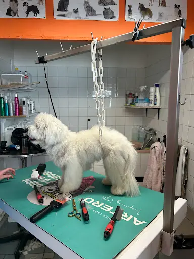 Animalook