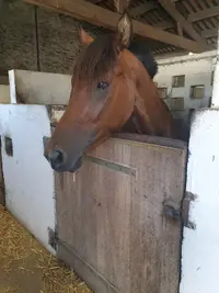 Centre de Loisirs Equestres de l'Agglomération Rochelaise Clear