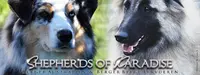 Shepherds Of Paradise - Berger Belge Tervueren & Berger Australien Lof
