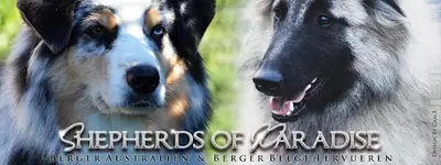 Shepherds Of Paradise - Berger Belge Tervueren & Berger Australien Lof