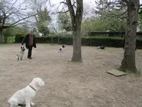 Abc Education Canine 37