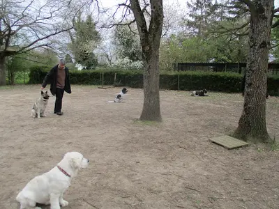 Abc Education Canine 37