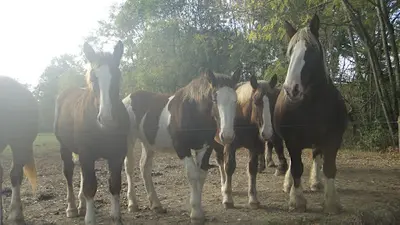 S.p.a 65 Société Protectrice des Animaux