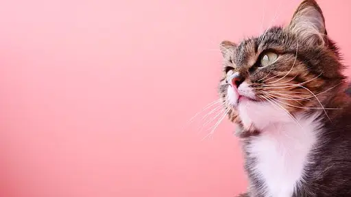 Au Bonheur des Chats