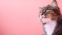 Au Bonheur des Chats