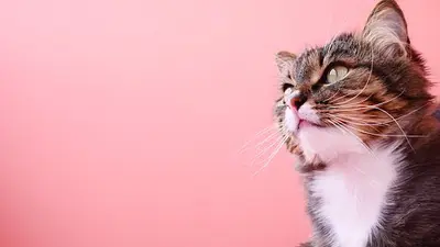 Au Bonheur des Chats