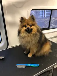 l'Anima Mobile
