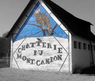Chatterie du Mont Candon - Pension Chats
