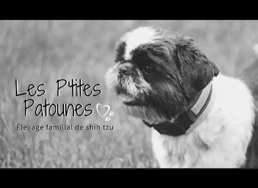 Les P Tites Patounes