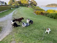 Canizenah - Éducation Canine