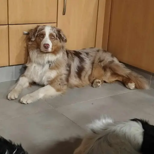 Les Copains de Maui