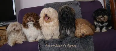 Elevage de Bichons Havanais des Nichées de Riopse