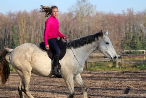 Le Cheval Guide