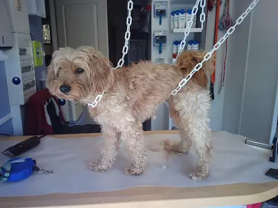 Dog Box Toilettage