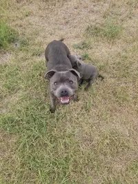 Élevage de Staffie Magic Blue Line