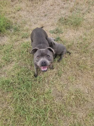 Élevage de Staffie Magic Blue Line