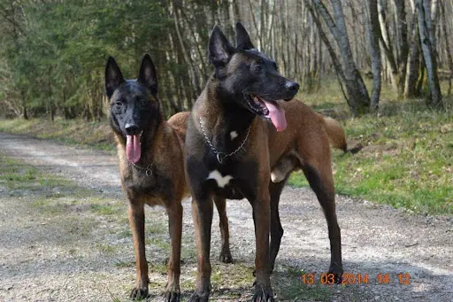De la Forêt de l'Espérance - Élevage de Berger Australien et Berger Belge Malinois, Vente de Chiots, Bourgogne-franche-comté