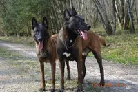 De la Forêt de l'Espérance - Élevage de Berger Australien et Berger Belge Malinois, Vente de Chiots, Bourgogne-franche-comté