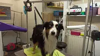 Dog de Bigorre