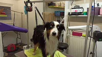 Dog de Bigorre