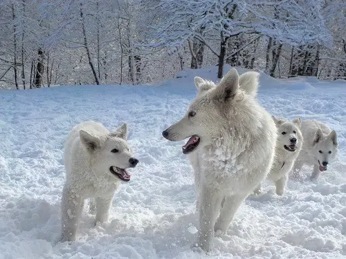 Élevage le Domaine de Cap Dé Lastouse : Éleveur de Chien Berger Blanc Suisse Dans les Hautes-pyrénées en France