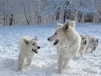 Élevage le Domaine de Cap Dé Lastouse : Éleveur de Chien Berger Blanc Suisse Dans les Hautes-pyrénées en France