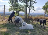 Chez Sane et Scoobie | Pension Canine 63