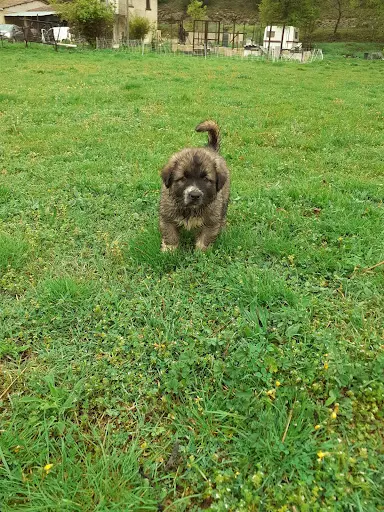 Club Canin Philippe Moguez