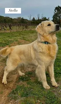 Élevage Canin de l'Ancyse