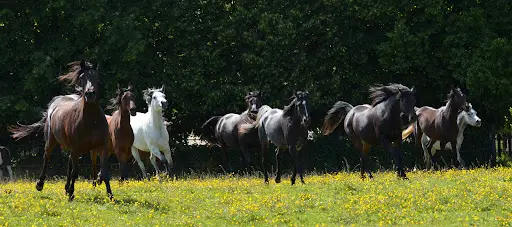 Scea Elevage Rih El Janoub - Haras des Noues