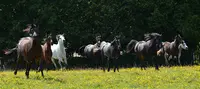 Scea Elevage Rih El Janoub - Haras des Noues