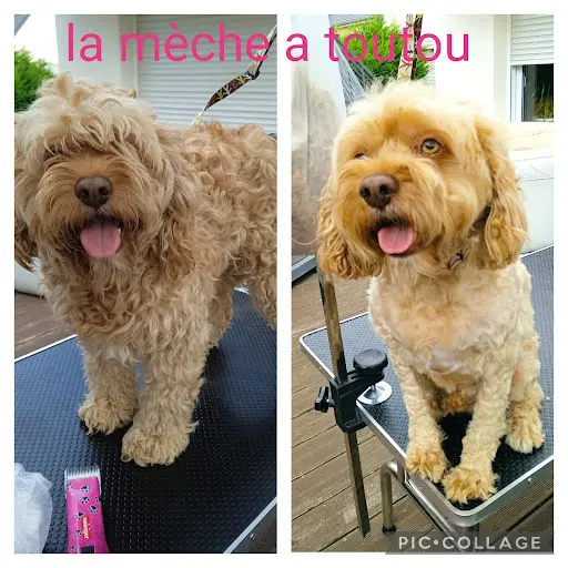 La Mèche À Toutou