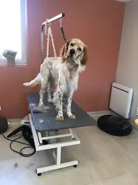 Au Toilettage Bailleulois