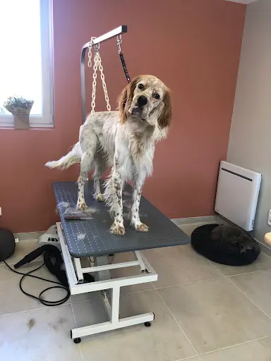 Au Toilettage Bailleulois