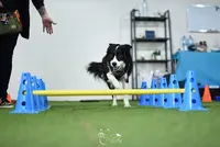 Axe Canin
