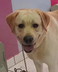 Whispper.dog Pension Canine Éducateur Comportementaliste