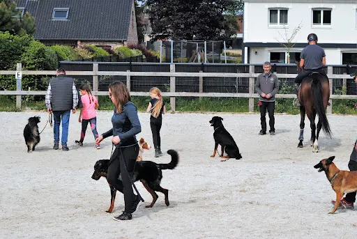 Domaine de la Lumière de Tyché : Education Canine (chiots et Adultes) - Agility et Dog Dancing - Elevage
