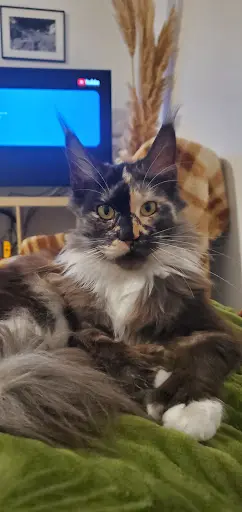 Maine Coon Chatterie de la Paramita Coon