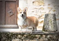 Iconic Temptation - Elevage de Welsh Corgi Pembroke