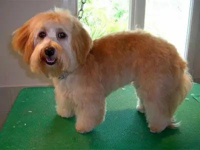 Un Chien Dans le Vent