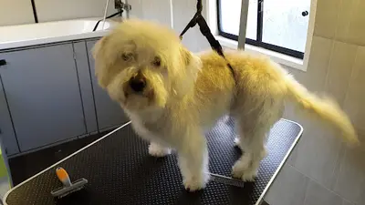 A Vos Poils Prêt Partez