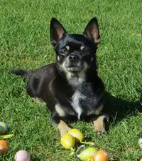 Dogs Passion