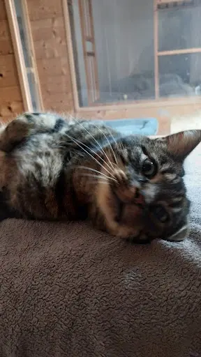 Délicat Hôtel, Pension Pour Chat, Pension Féline